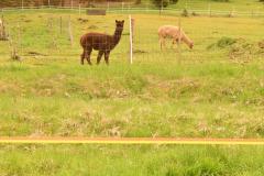 IMG-20230501-WA0032