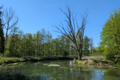 PXL_20250501_085003309