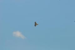 K800_DSC_0040_7153_65e038f2edf